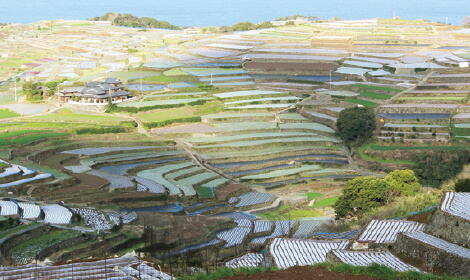 長崎有機農業研究会の段々畑