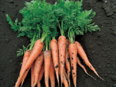 畑から掘りたての葉付き人参