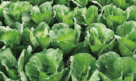 あま夏キャベツ