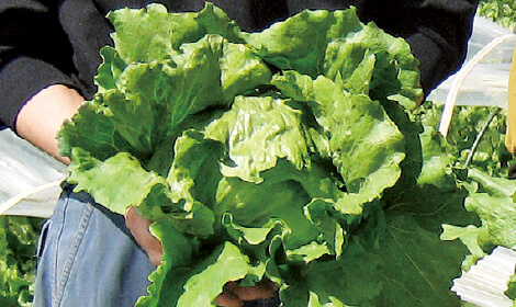 飯塚さんのレタス
