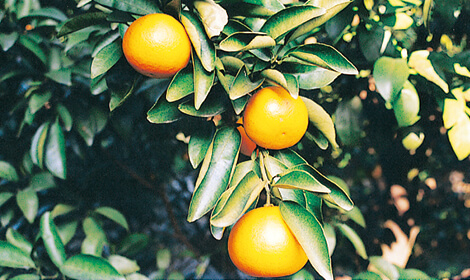 ニューサマーオレンジ