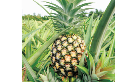 パイナップル
