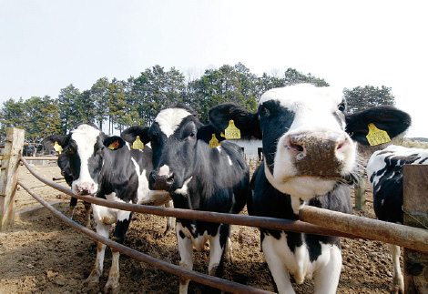 函南東部農業協同組合の健康に育った乳牛