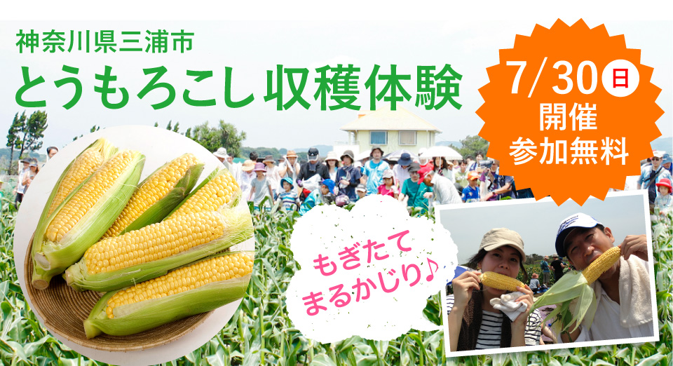 神奈川県三浦市とうもろこし収穫体験
