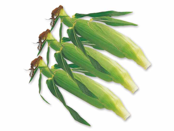 三河の潮風とうもろこし（栽培期間中節減対象農薬不使用）　3本