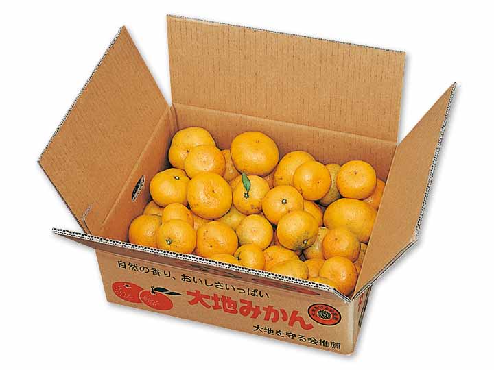 徳用・温州みかん 5KG