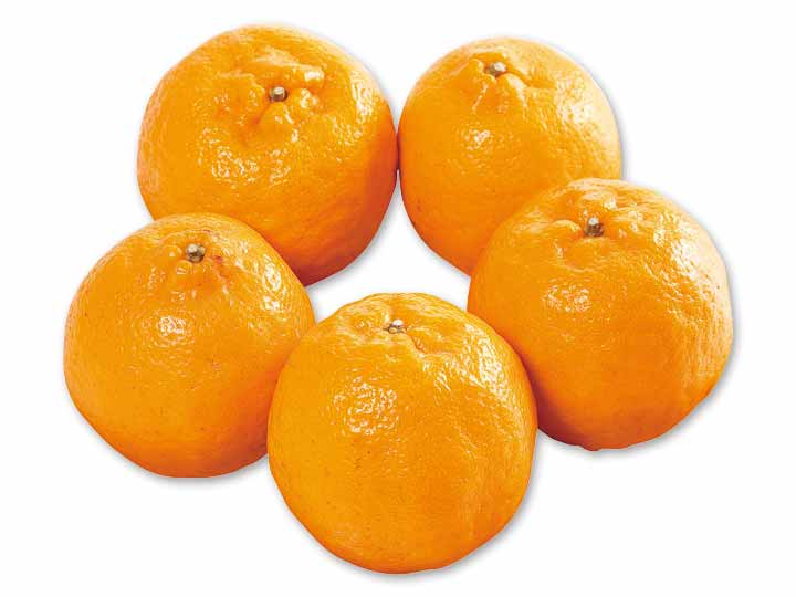 愛媛　無茶々園のぽんかん　1KG