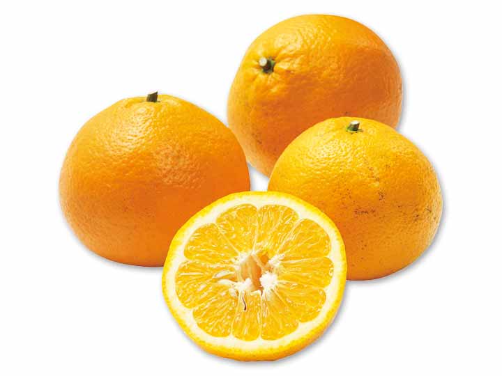 愛媛　無茶々園の伊予柑　800G