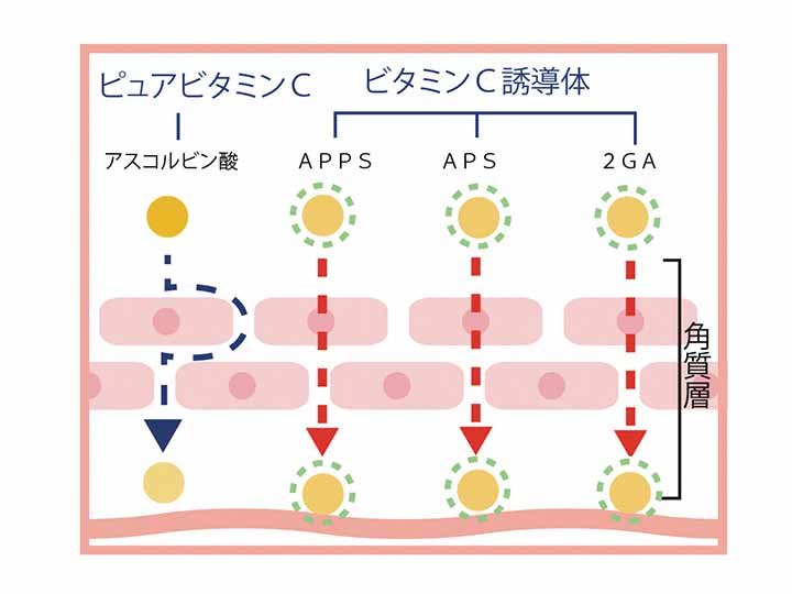 シー・シー・ラボ　プレミアムセラム_3