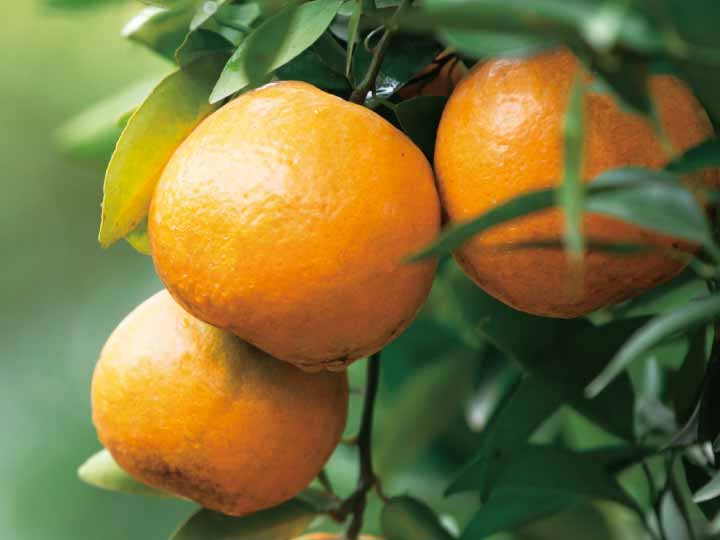 オレンジの香りアロマバスソルト_2