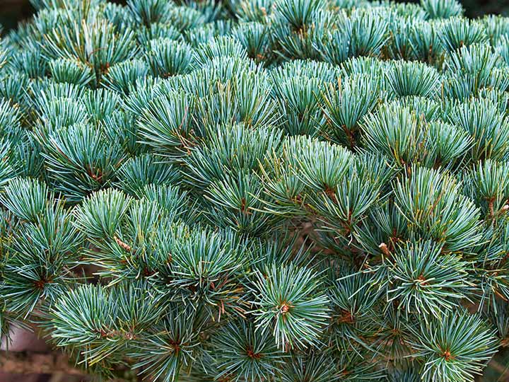 薬用入浴剤　森林湯浴　姫小松の香り_2