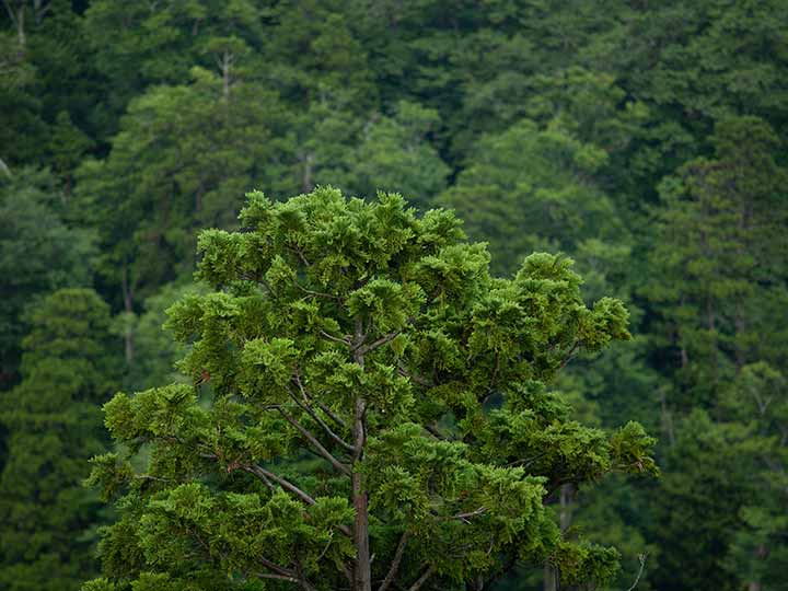 薬用入浴剤　森林湯浴　檜葉の香り_2