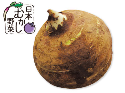 日本むかし野菜 唐の芋 1コ写真