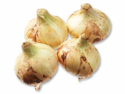 九州の新玉ねぎ　800G写真