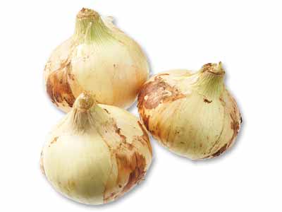 九州の新玉ねぎ　400G写真