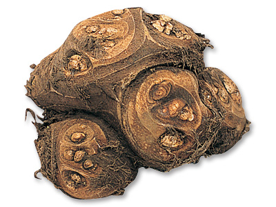 八つ頭いも 1コ写真