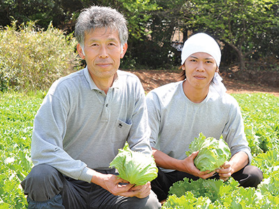 飯塚一実さんのバリシャキ春レタス　1コ写真