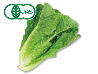 有機ロメインレタス　1コ写真