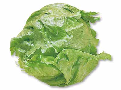 さんぶの春レタス（栽培期間中節減対象農薬不使用）　1コ写真