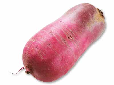 有機紅くるり(赤大根) 1本写真