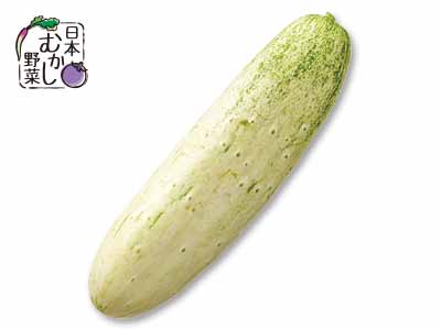 日本むかし野菜　高山きゅうり　350G写真