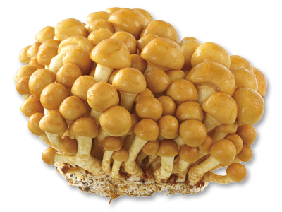 なめこ　120G写真