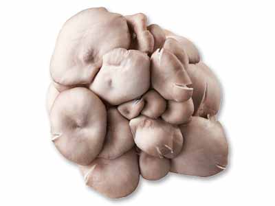 ジャンボひらたけ　60G写真