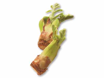 たらの芽 50G写真