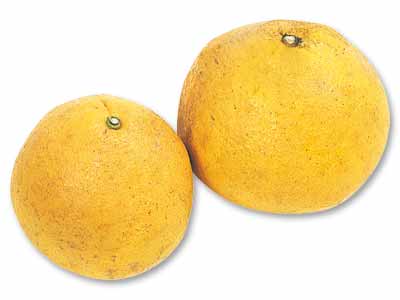 香り立つぷりっと食感の土佐文旦　800G写真