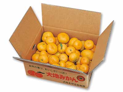 徳用・温州みかん 5KG写真