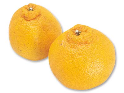 しらぬい（柑橘）　450G写真