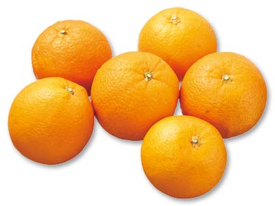 福原オレンジ　600G写真