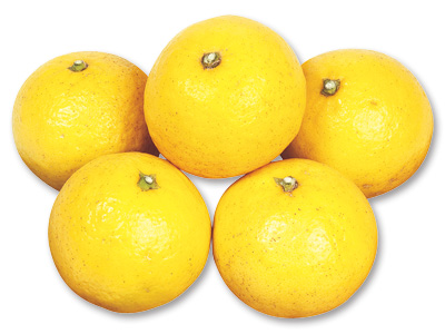 ニューサマーオレンジ　500G写真