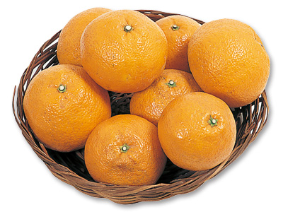 伊予柑　1.5KG写真