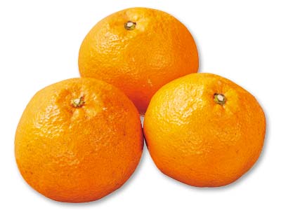 伊予柑　800G写真