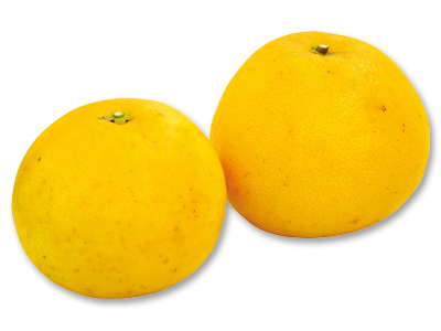 熊本のグレープフルーツ　800G写真