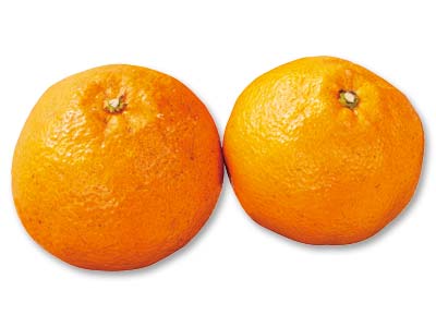 伊予柑　450G写真