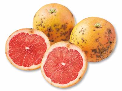 大地のもったいナイ国産ルビーグレープフルーツ　600G写真