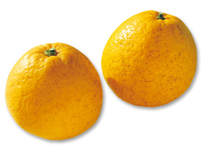 河内晩柑　800G写真