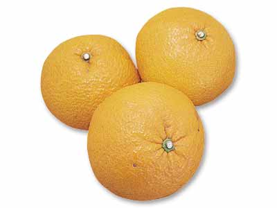 さわやか甘夏みかん 1.6KG写真